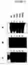 Fig. 12 - Cytotoxicity mediation of cells evidencing surface expression of CD44