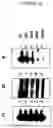 Fig. 13 - Cytotoxicity mediation of cells evidencing surface expression of CD44