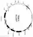 Fig. 22 - Cytotoxicity mediation of cells evidencing surface expression of CD44