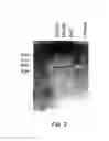 Fig. 09 - DNA molecules encoding opioid receptors and methods of use thereof