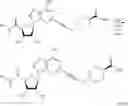 Fig. 04 - ADENOSINE DERIVATIVE FORMULATIONS FOR MEDICAL IMAGING