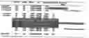 Fig. 02 - Neurofibrillary labels