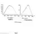 Fig. 12 - Neurofibrillary labels