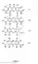Fig. 13 - Neurofibrillary labels
