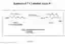 Fig. 19 - Neurofibrillary labels
