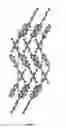 Fig. 29 - Neurofibrillary labels