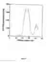 Fig. 43 - Neurofibrillary labels