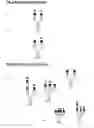 Fig. 06 - Process For the Preparation of Glycosylated Interferon Beta