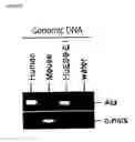 Fig. 07 - Method of deriving mesenchymal stem cells from ES cells using FGF2