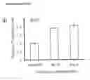 Fig. 19 - Method of deriving mesenchymal stem cells from ES cells using FGF2