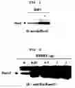 Fig. 02 - Method to Enhance the Bone Formation Activity of Bmp by Runx2 Acetylation
