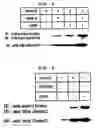 Fig. 04 - Method to Enhance the Bone Formation Activity of Bmp by Runx2 Acetylation