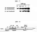 Fig. 05 - Method to Enhance the Bone Formation Activity of Bmp by Runx2 Acetylation
