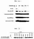 Fig. 08 - Method to Enhance the Bone Formation Activity of Bmp by Runx2 Acetylation