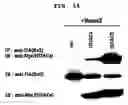 Fig. 09 - Method to Enhance the Bone Formation Activity of Bmp by Runx2 Acetylation