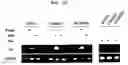 Fig. 15 - Method to Enhance the Bone Formation Activity of Bmp by Runx2 Acetylation