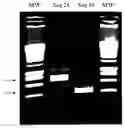 Fig. 01 - Identification and molecular characterisation of proteins, expressed in the salivary glands