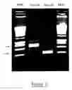 Fig. 02 - Identification and molecular characterisation of proteins, expressed in the salivary glands