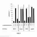 Fig. 10 - Human anti-CD100 antibodies