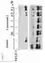 Fig. 02 - VEGFR3 INHIBITORS