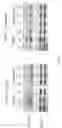 Fig. 03 - VEGFR3 INHIBITORS