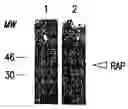 Fig. 01 - METHODS AND COMPOSITIONS FOR TREATMENT AND PREVENTION OF STAPHYLOCOCCAL INFECTIONS