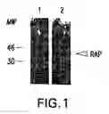 Fig. 02 - METHODS AND COMPOSITIONS FOR TREATMENT AND PREVENTION OF STAPHYLOCOCCAL INFECTIONS