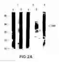 Fig. 03 - METHODS AND COMPOSITIONS FOR TREATMENT AND PREVENTION OF STAPHYLOCOCCAL INFECTIONS