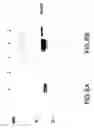 Fig. 07 - METHODS AND COMPOSITIONS FOR TREATMENT AND PREVENTION OF STAPHYLOCOCCAL INFECTIONS
