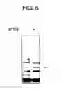 Fig. 08 - Diagnostic Kit for Solid Cancer and Medicament for Solid Cancer Therapy