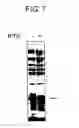 Fig. 09 - Diagnostic Kit for Solid Cancer and Medicament for Solid Cancer Therapy