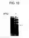 Fig. 12 - Diagnostic Kit for Solid Cancer and Medicament for Solid Cancer Therapy