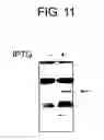 Fig. 13 - Diagnostic Kit for Solid Cancer and Medicament for Solid Cancer Therapy