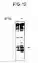 Fig. 14 - Diagnostic Kit for Solid Cancer and Medicament for Solid Cancer Therapy