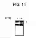 Fig. 16 - Diagnostic Kit for Solid Cancer and Medicament for Solid Cancer Therapy