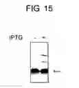 Fig. 17 - Diagnostic Kit for Solid Cancer and Medicament for Solid Cancer Therapy