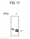 Fig. 19 - Diagnostic Kit for Solid Cancer and Medicament for Solid Cancer Therapy