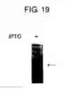 Fig. 21 - Diagnostic Kit for Solid Cancer and Medicament for Solid Cancer Therapy