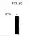 Fig. 22 - Diagnostic Kit for Solid Cancer and Medicament for Solid Cancer Therapy