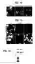 Fig. 03 - Nogo receptor-mediated blockade of axonal growth