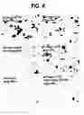 Fig. 12 - Nogo receptor-mediated blockade of axonal growth
