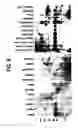 Fig. 14 - Nogo receptor-mediated blockade of axonal growth