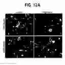 Fig. 19 - Nogo receptor-mediated blockade of axonal growth