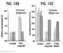 Fig. 20 - Nogo receptor-mediated blockade of axonal growth