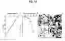 Fig. 22 - Nogo receptor-mediated blockade of axonal growth