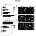 Fig. 25 - Nogo receptor-mediated blockade of axonal growth