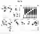 Fig. 26 - Nogo receptor-mediated blockade of axonal growth