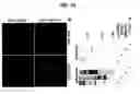 Fig. 27 - Nogo receptor-mediated blockade of axonal growth