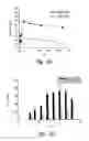 Fig. 06 - COMPOSITIONS AND METHODS FOR THE THERAPY AND DIAGNOSIS OF PROSTATE CANCER