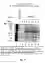 Fig. 07 - COMPOSITIONS AND METHODS FOR THE THERAPY AND DIAGNOSIS OF PROSTATE CANCER